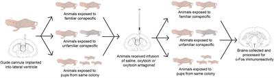 Oxytocin Manipulation Alters Neural Activity in Response to Social Stimuli in Eusocial Naked Mole-Rats